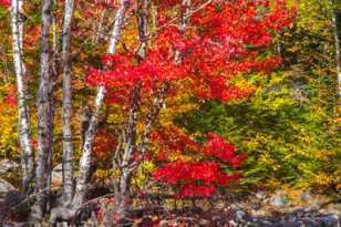 New Hampshire Fall Color-9749.jpg